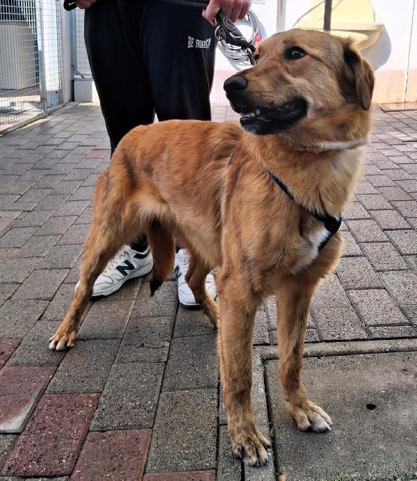 PAPRIKA DOLCE CUCCIOLONA  Foto 5